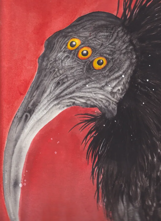 Three eyed ibis, a black bird with golden eyes against red
